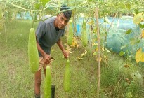 সালথায় লাউ-সবজি চাষ করে চমক সৃষ্টি করেছে আল আমিন শেখ