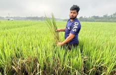 ঝিনাইদহে ধানক্ষেতে ‘খোলপচা’ রোগ